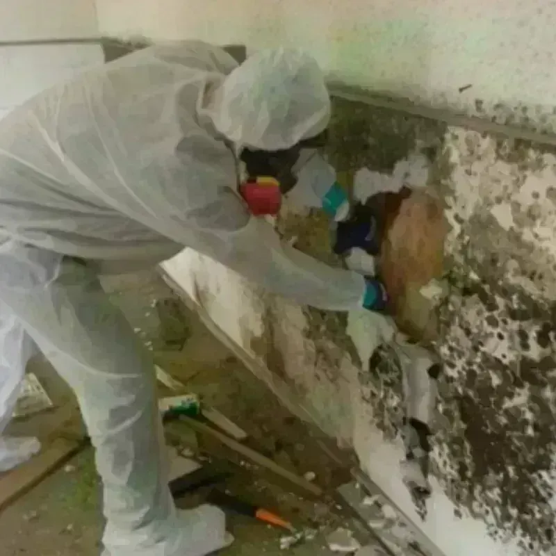 Mold Remediation and Removal in Cibecue, AZ